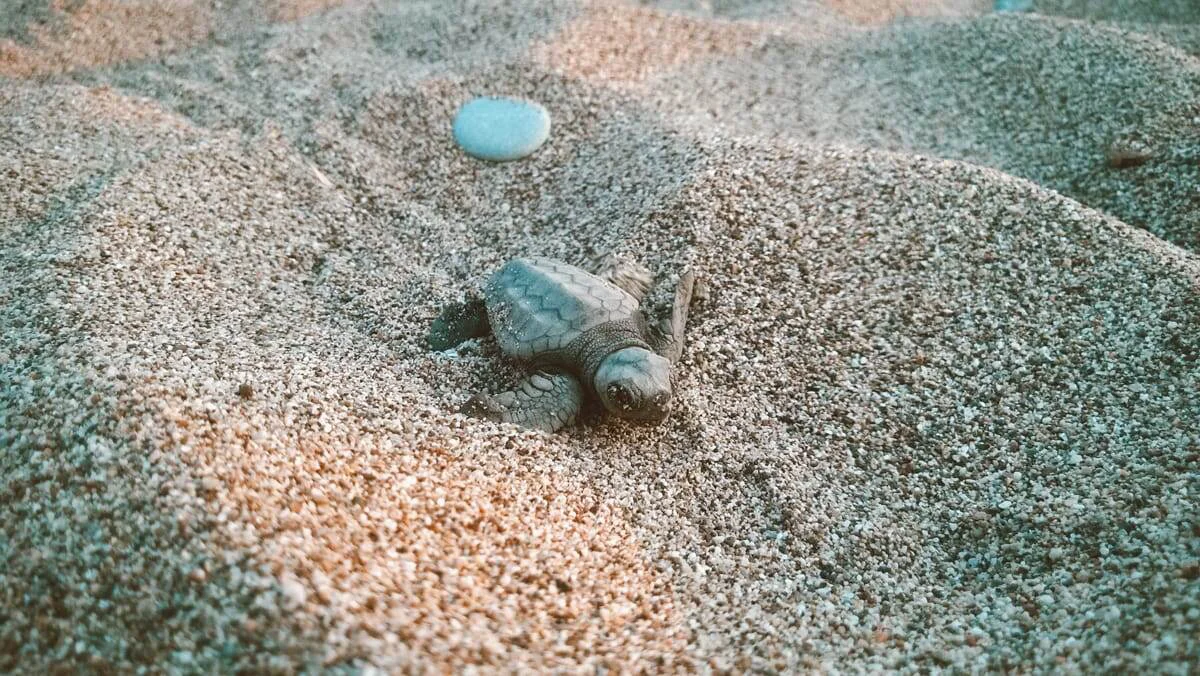 Детёныш морской черепахи caretta caretta на песке