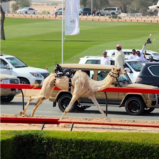 Фото: dubaicrc.ae
